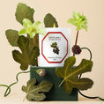 Load image into Gallery viewer, Bougie Figuier CARRIÈRE FRÈRES - Parfumerie du Soleil d'Or