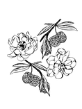 Load image into Gallery viewer, PARFUM CHEVEUX ORENCIE CHAMBRE52 - Soleil d'Or