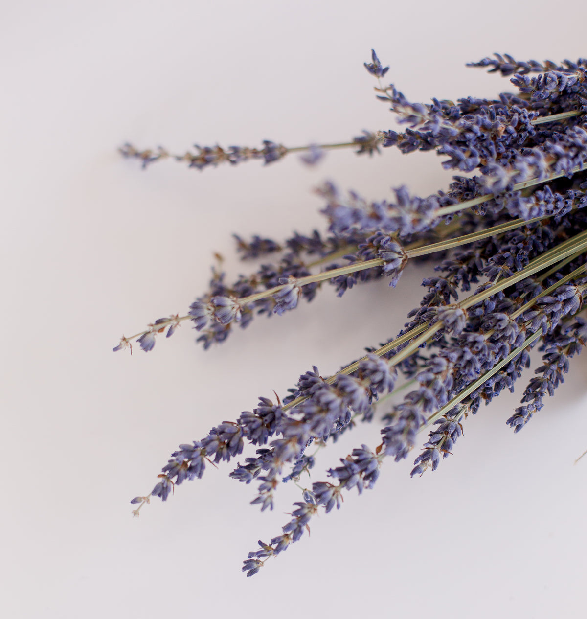 Brins de lavande séchée, famille olfactive aromatique
