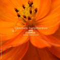 Load image into Gallery viewer, Le Nude Astera LE ROUGE FRANÇAIS - Parfumerie du Soleil d'Or
