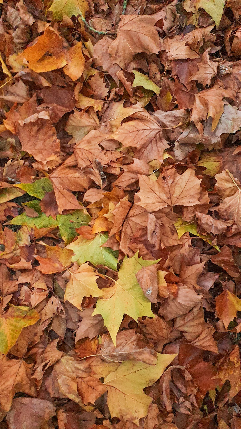 feuilles automnales