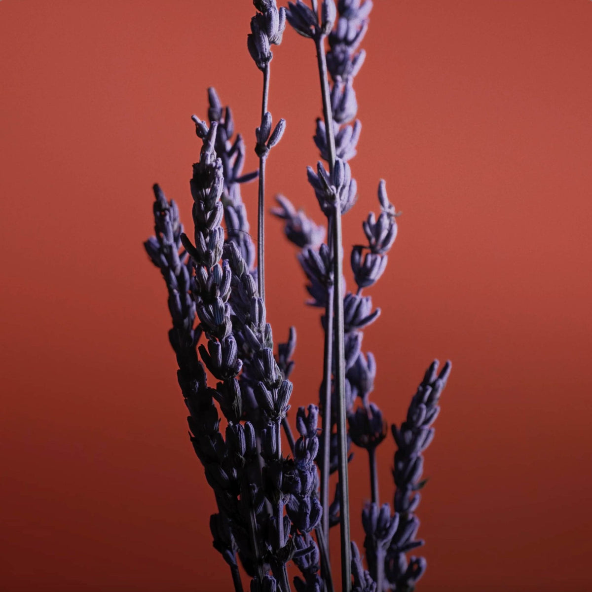 Pour Un Homme Le Soir by Caron, eau de parfum