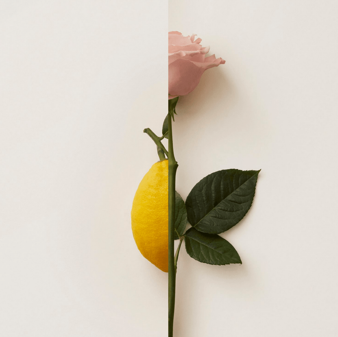 Rosa Limone de New Notes, extrait de parfum