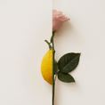Charger l'image dans la visionneuse de la galerie, Rosa Limone de New Notes, extrait de parfum
