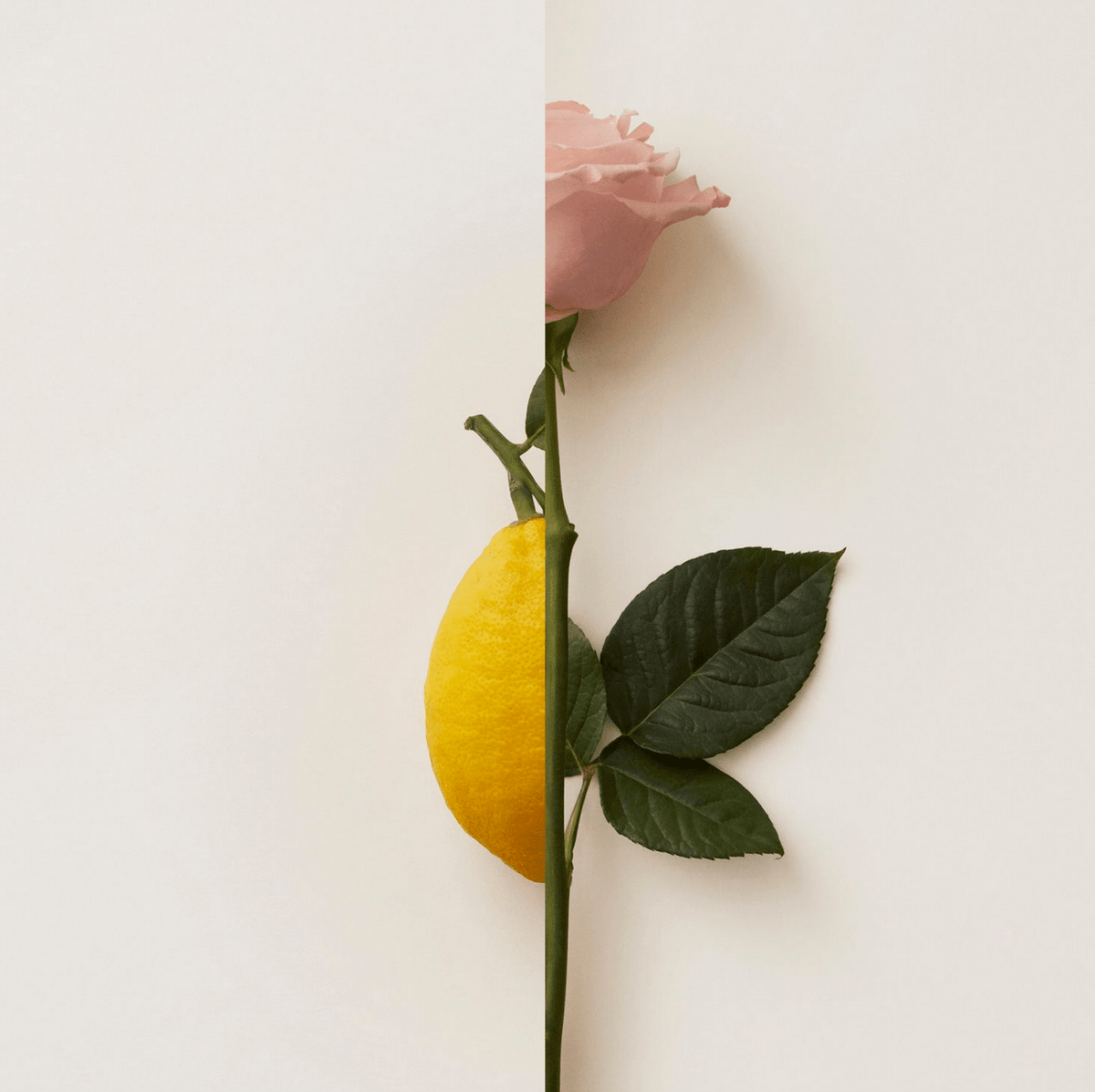 Rosa Limone de New Notes, extrait de parfum