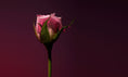 Load image into Gallery viewer, Rose Shot OLFACTIVE STUDIO - Parfumerie du Soleil d'Or
